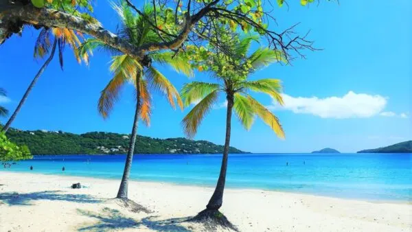 Palm trees on a white sandy beach overlooking clear blue ocean water under a bright sunny sky. Best Beach Hopping Tour in St Thomas USVI